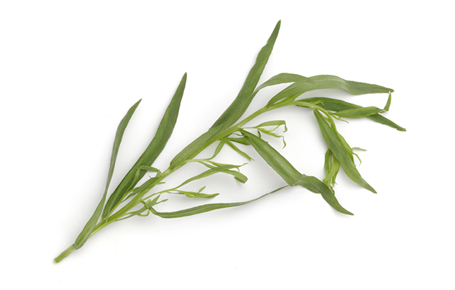 Dragon blad Verstegen